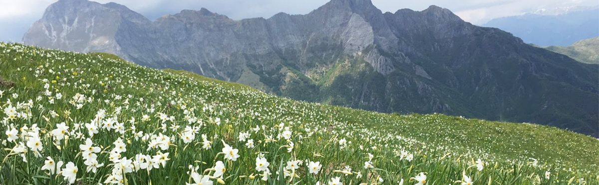 Le magiche fioriture del Monte Croce: le giunchiglie!