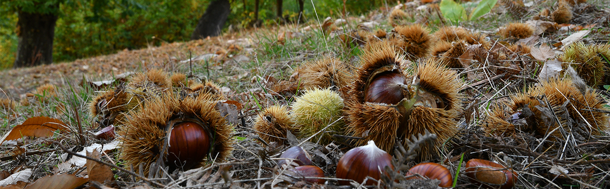A far castagne nel bosco